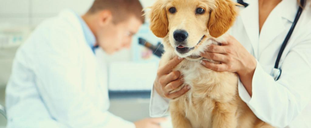 Your Complete Guide to FirstYear Puppy Vaccinations